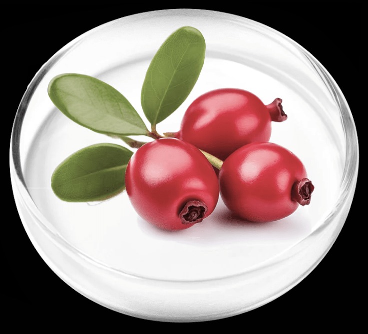Bearberry