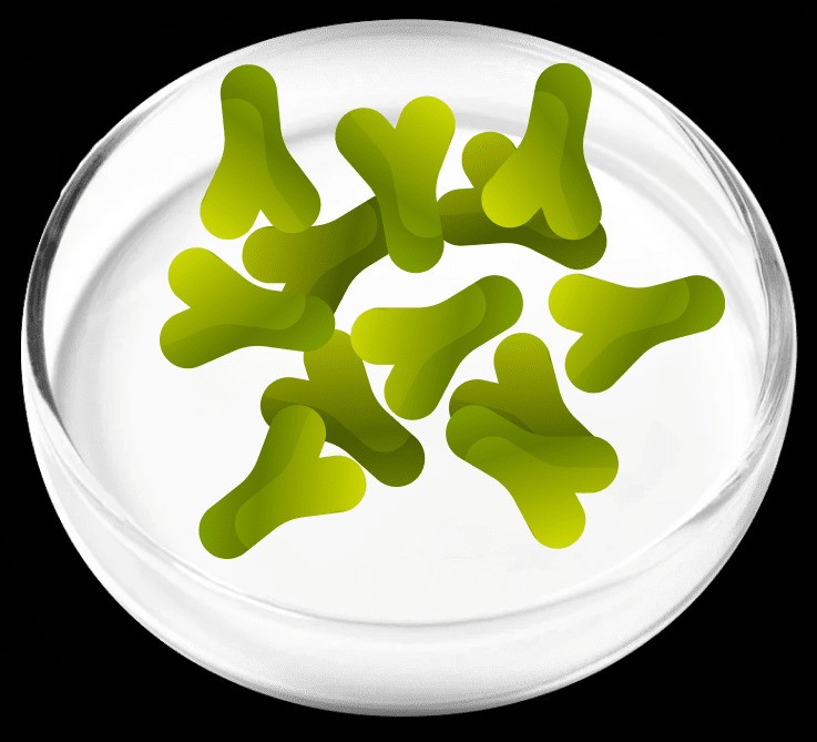 Lactobacillus Acidophilus