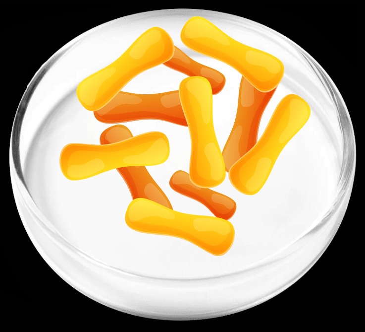 Lactobacillus Cassei