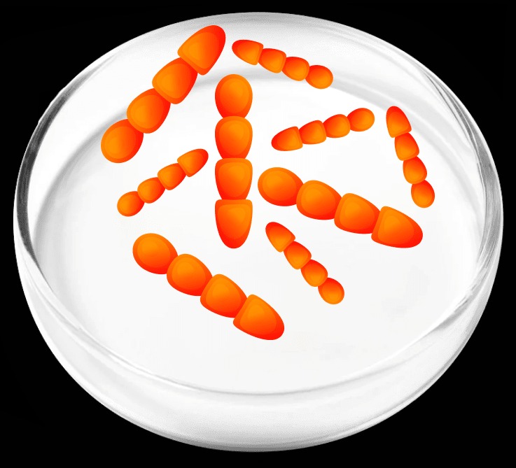 Lactobacillus Crispatus