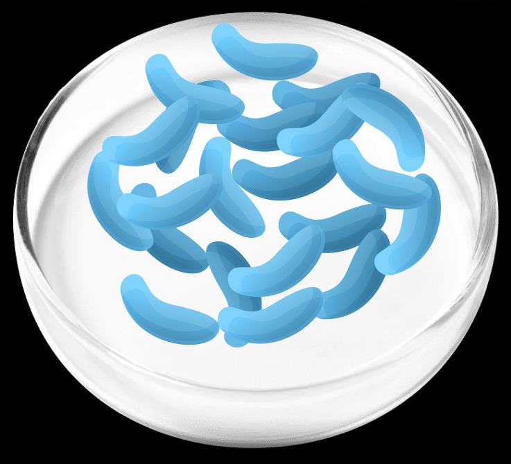 Lactobacillus Gaseri