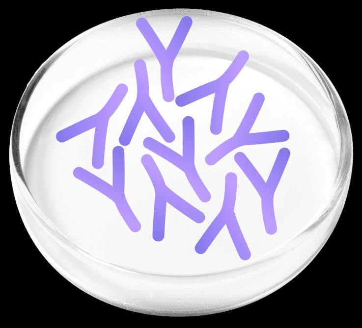 Lactobacillus Plantarum