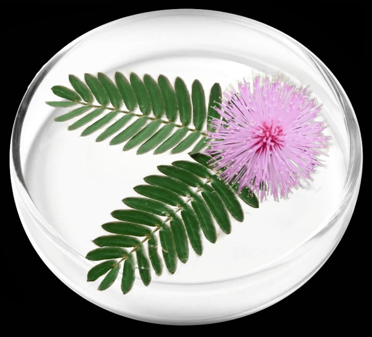 Mimosa Pudica